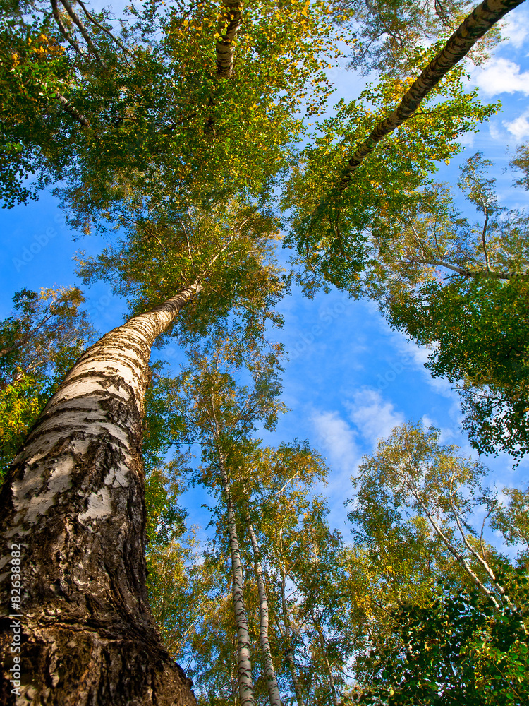 Obraz premium birch trees