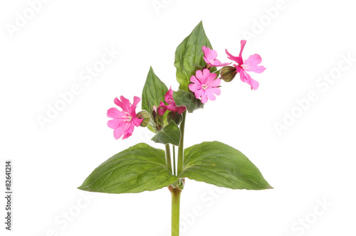 Red Campion