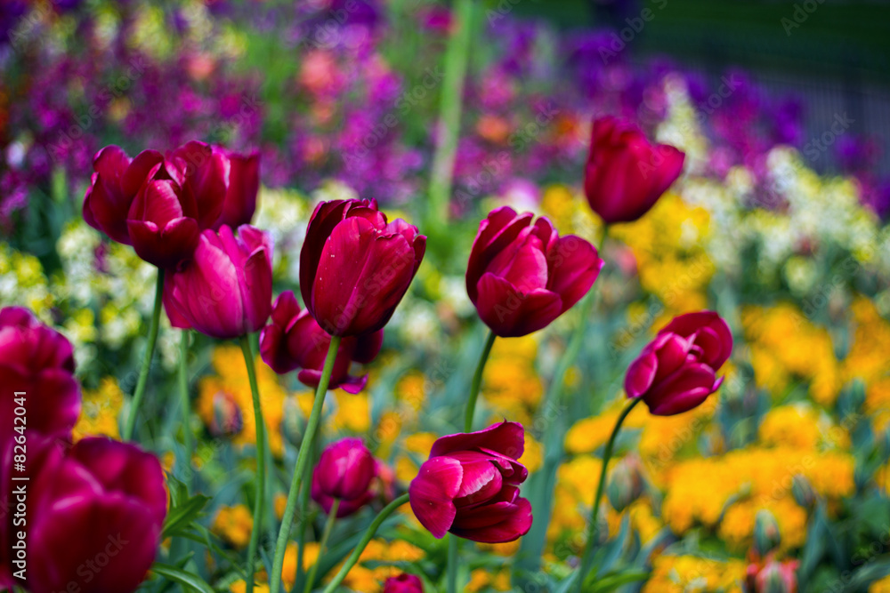 Tulipani di St. James Park Tulipani di St. James Park