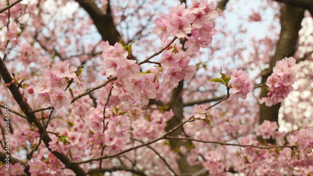 Variation of blooming cherry blossoms in blue skies. Variation of blooming cherry blossoms in blue skies.