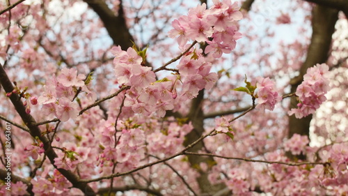 Variation of blooming cherry blossoms in blue skies. photo