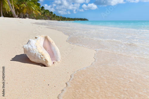 Seashell on saona island