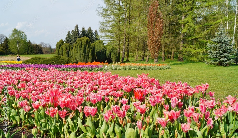 Pink tulips in botanical garden