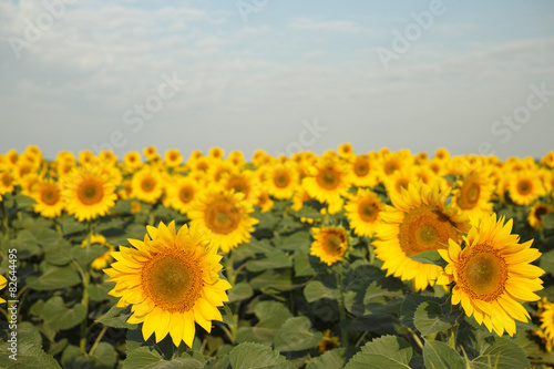 Field of sunflowers