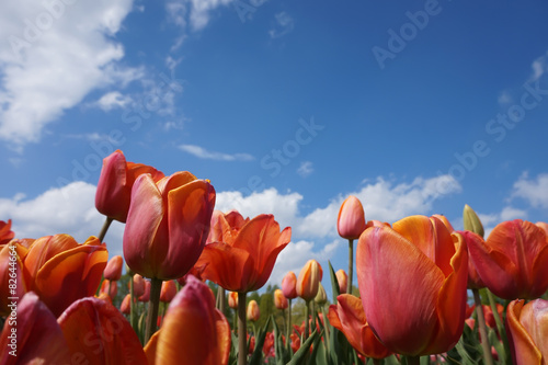 Fototapeta Naklejka Na Ścianę i Meble -  viele rote Tulpen vor blauem Himmel 