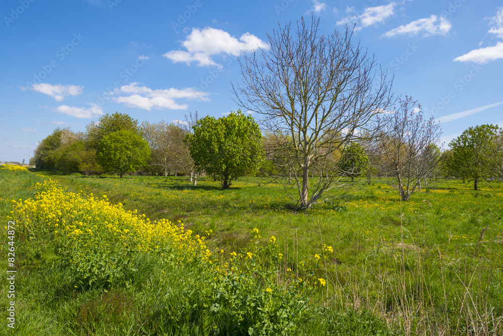 Chestnut tree in a sunny field in spring