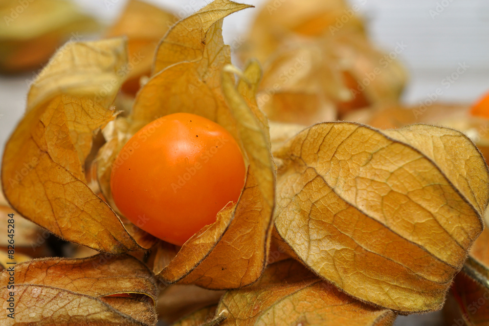 Physalis Physalis