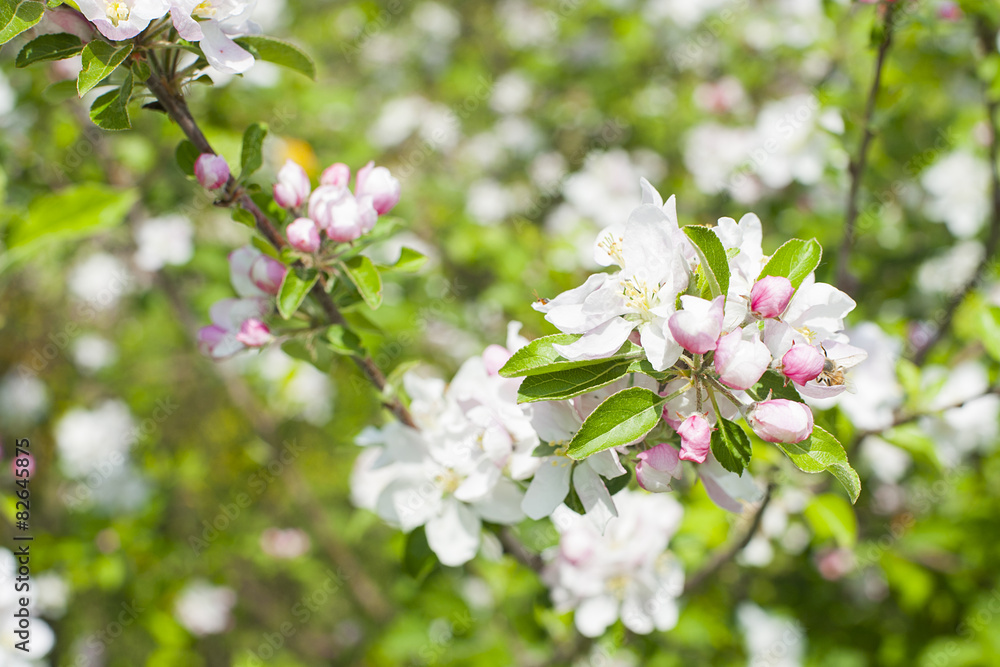 Apple flower Apple flower
