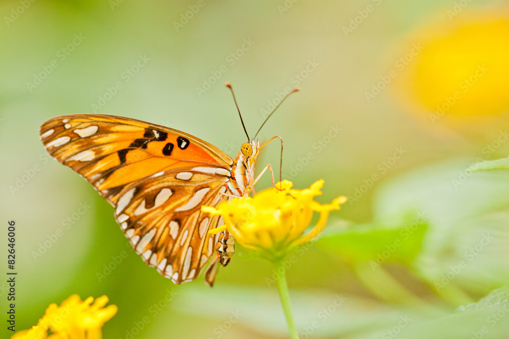 Obraz premium Vanillefalter (Agraulis vanillae)