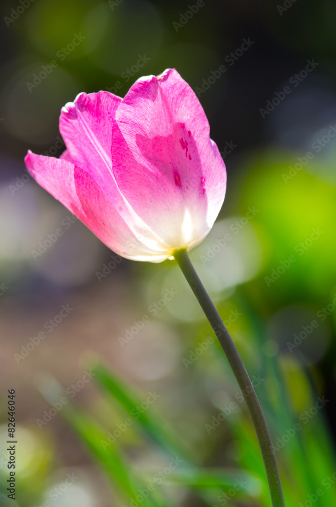 Tulipe rose Tulipe rose