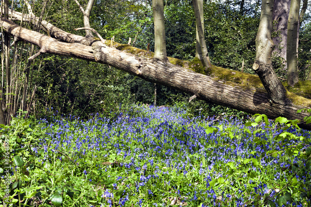 Fototapeta premium Springtime bluebells in a woodland under fallen tree