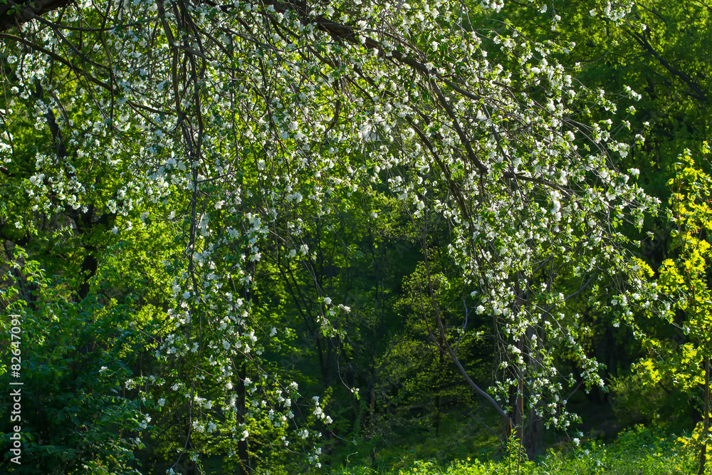 Blossoming pear. Blossoming pear.