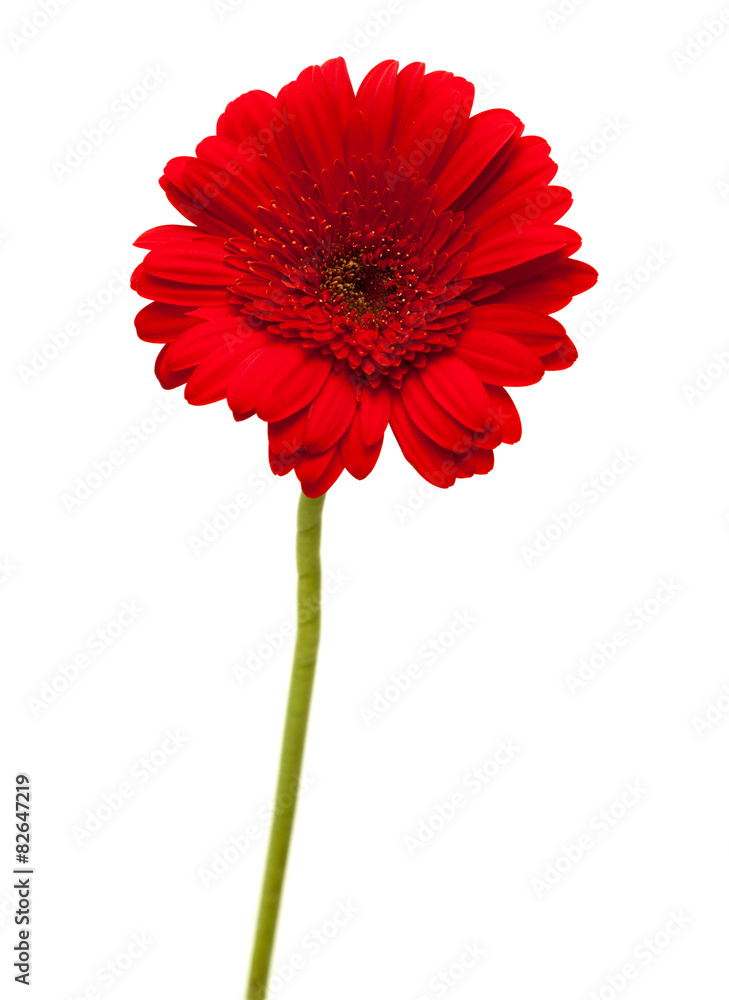 Gerbera isolated on white