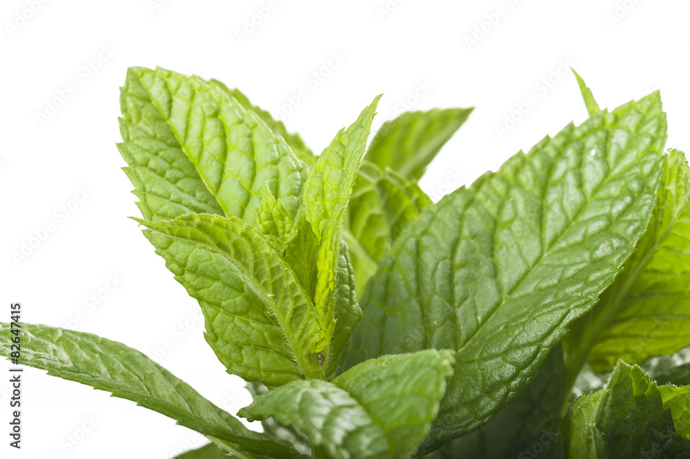 bunch of fresh mint on the white bunch of fresh mint on the white