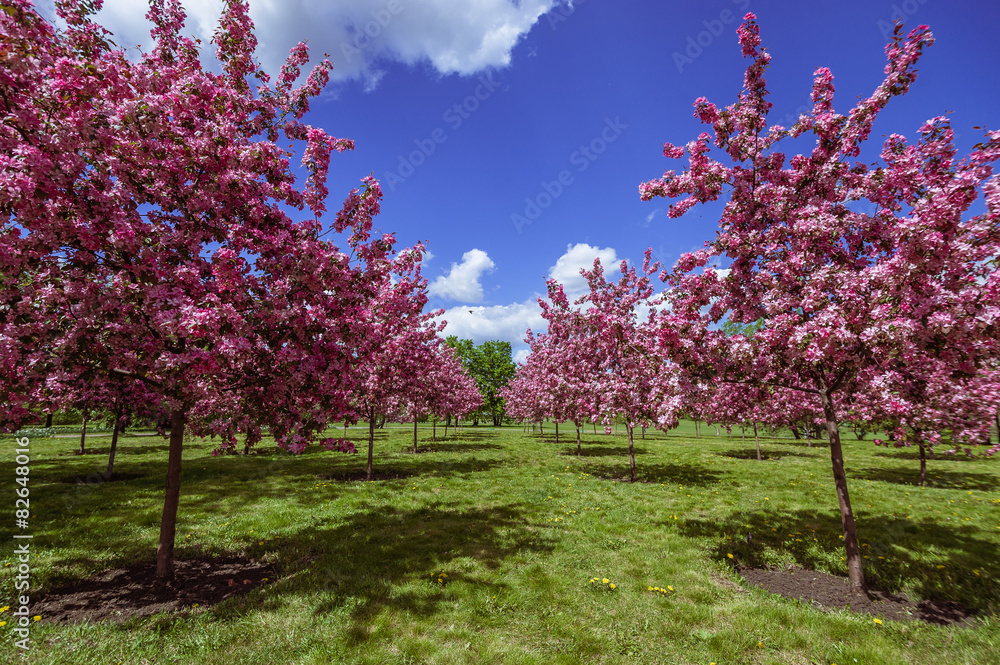 Apple tree in spring with purple blossoms