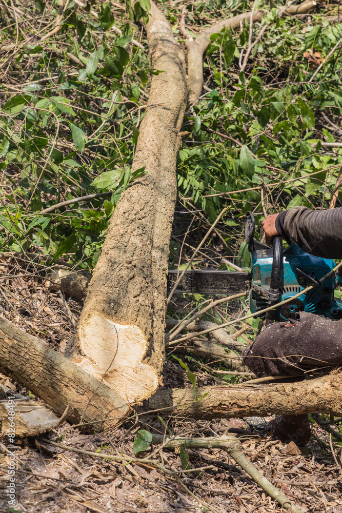 Fototapeta premium logger worker cutting timber tree in forest with chainsaw