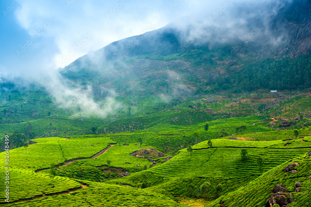 green tea plantations with fog early in the morning, Munnar, Ker