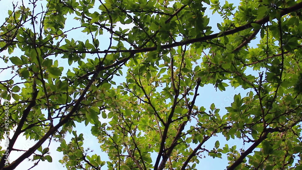 Green branches of trees interlaced with one another Green branches of trees interlaced with one another