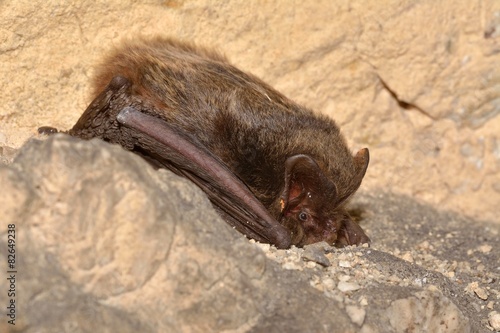 The barbastelle bat (Barbastella barbastellus),  photo