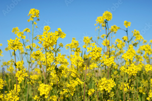 Flowers of rape against a background of blue sky with clouds and