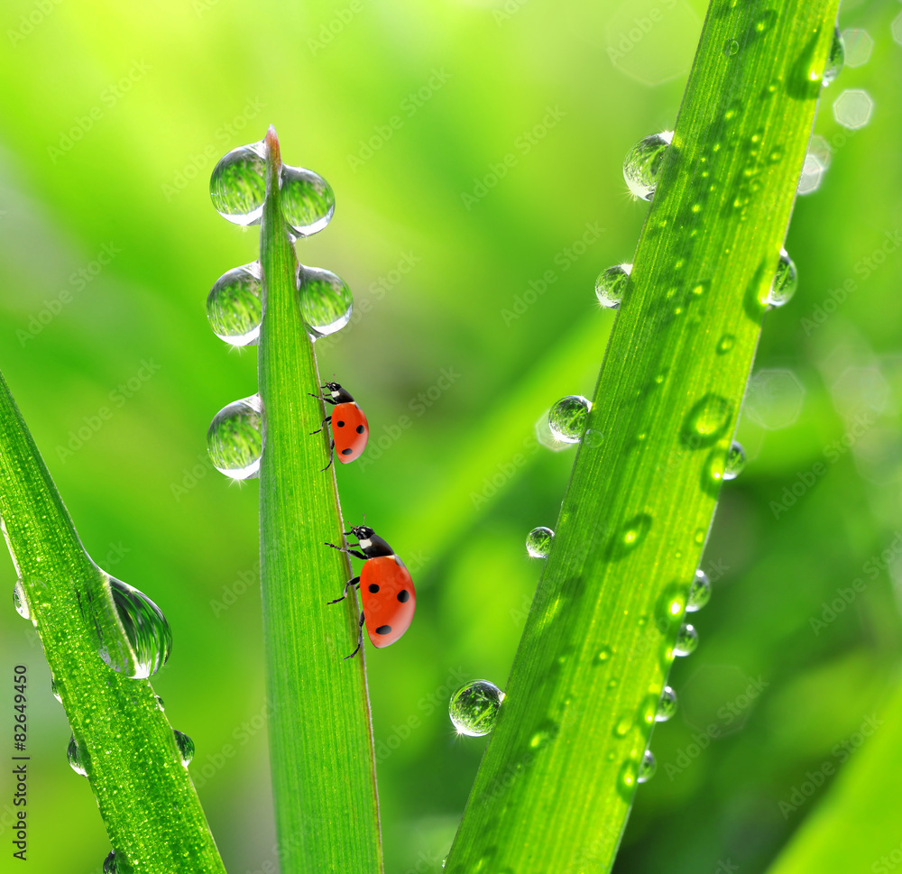 Fresh morning dew and ladybirds. Nature background. Stock Photo ...