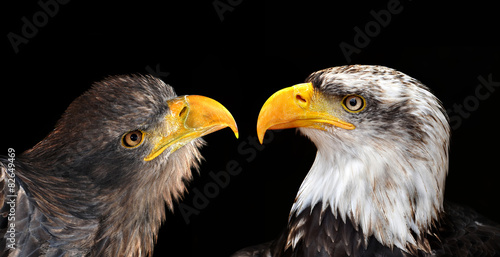 Bald Eagle and Sea Eagle isolated on black background