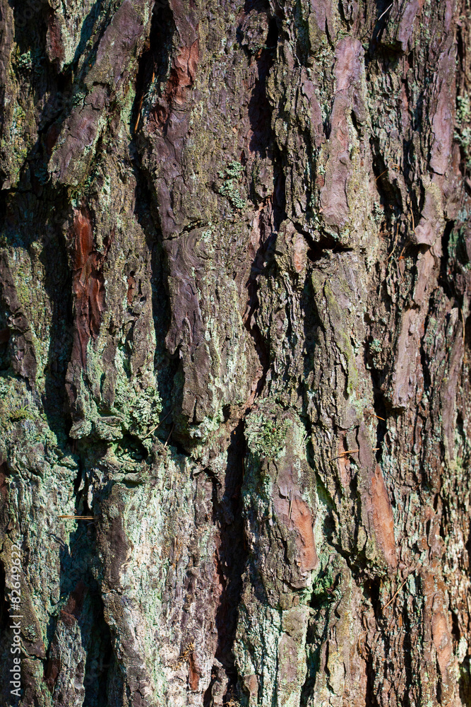 Fototapeta premium Tree bark texture
