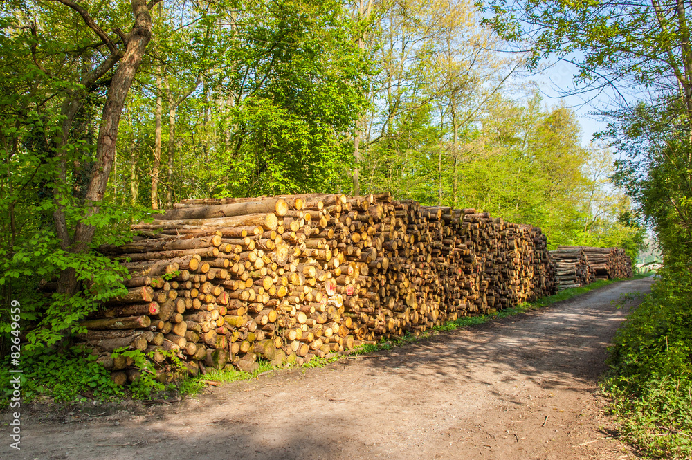Forstwirtschaft - Holzeinschlag