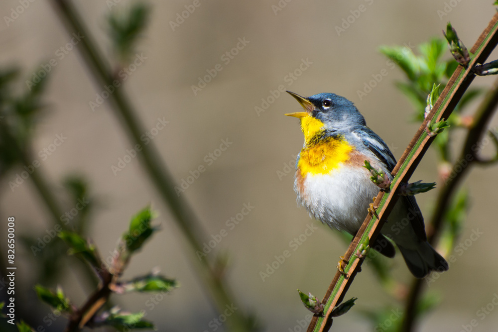 Fototapeta premium Northern Parula