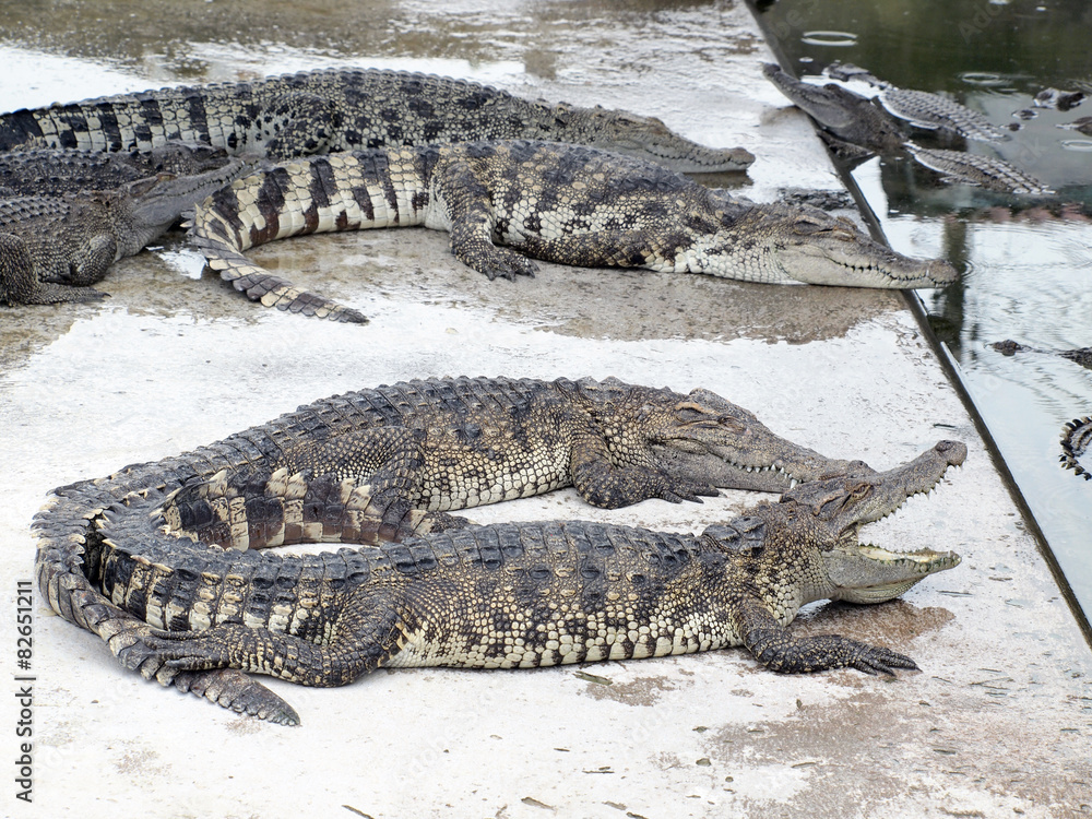 Crocodiles close up in Thailand Crocodiles close up in Thailand