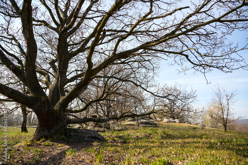 Oak trees on green meadow at a spring day Oak trees on green meadow at a spring day
