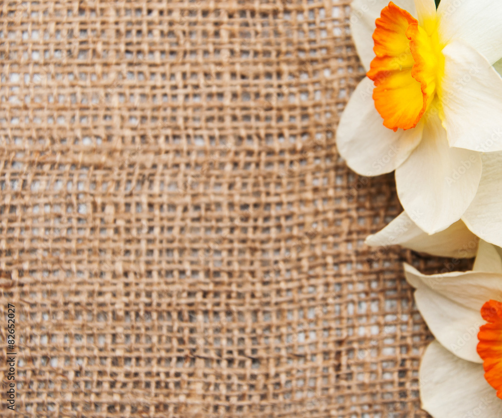 daffodil flowers on a burlap background daffodil flowers on a burlap background