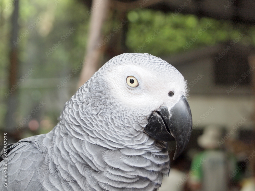 Fototapeta premium Macaw parrot