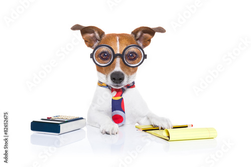 secretary accountant  dog © Javier brosch