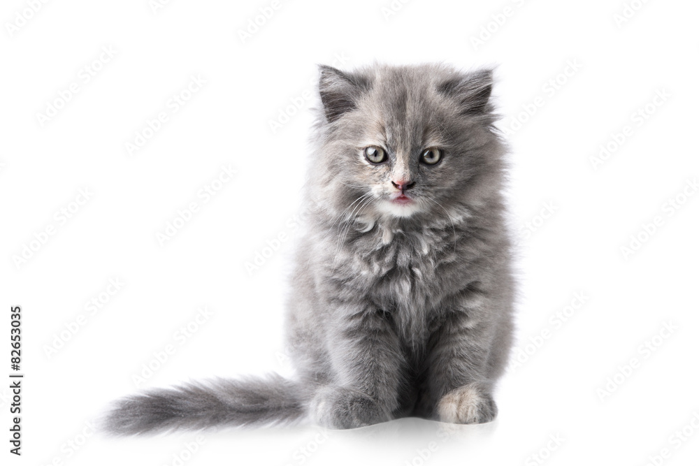 Portrait of a little cat or kitten isolated