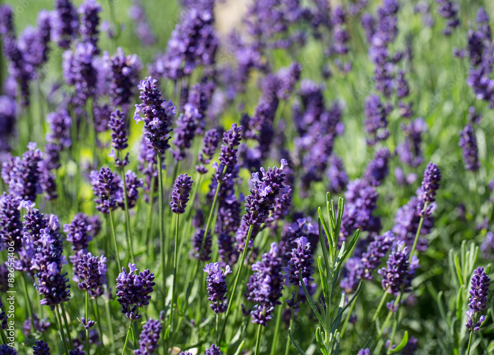 Garden with the flourishing lavender