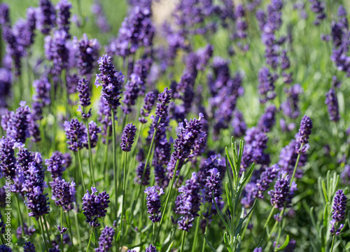 Garden with the flourishing lavender © wjarek