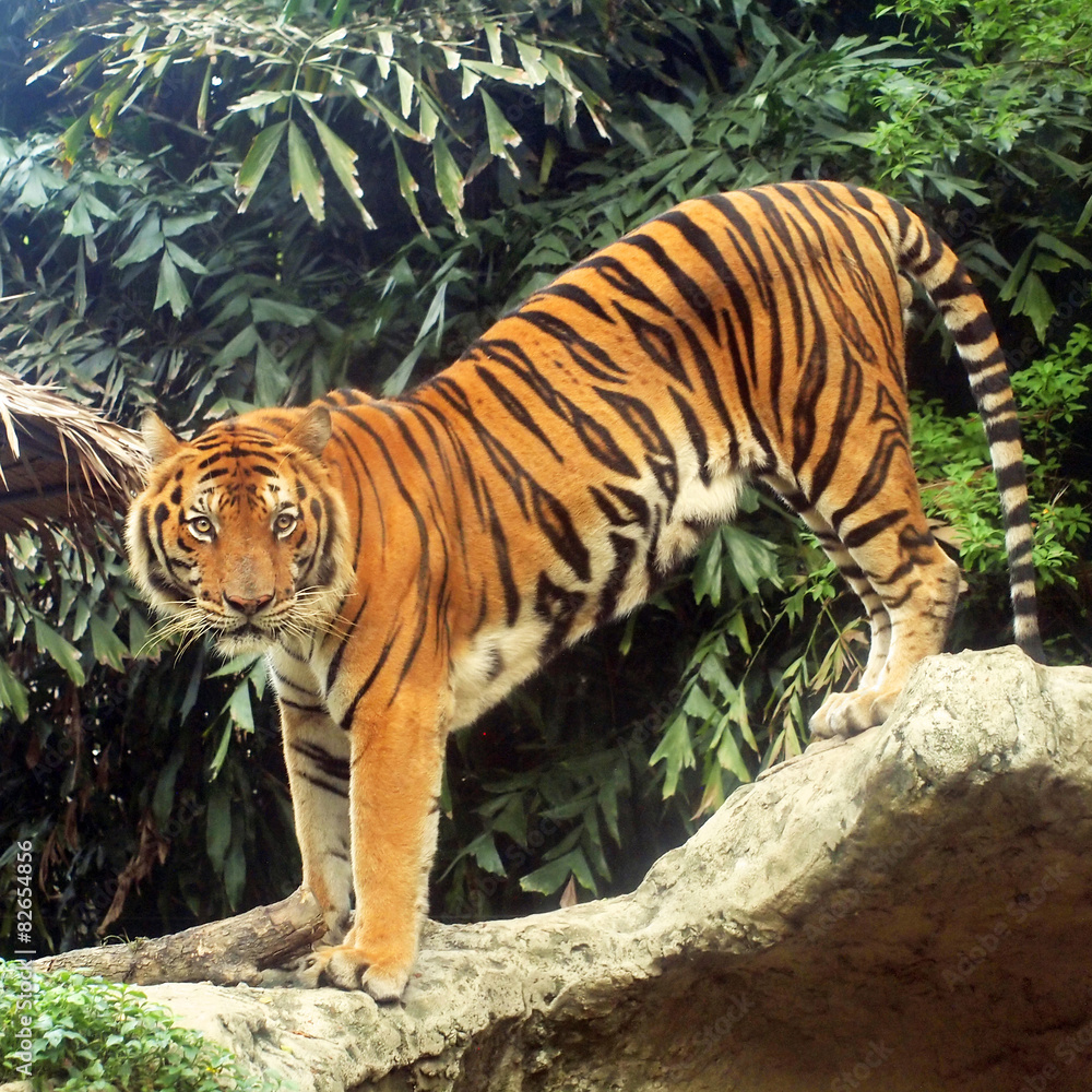 Fototapeta premium Royal bengal tiger