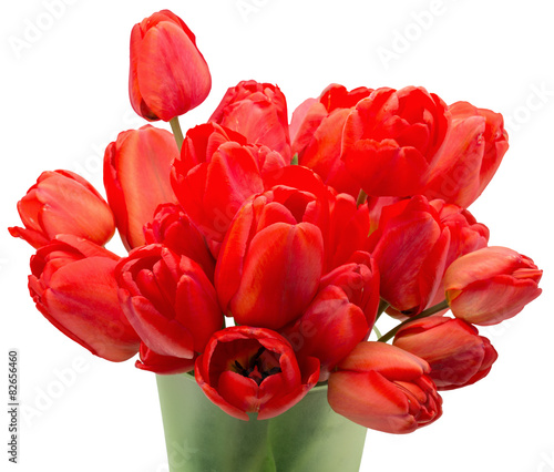 red tulips isolated on the white background