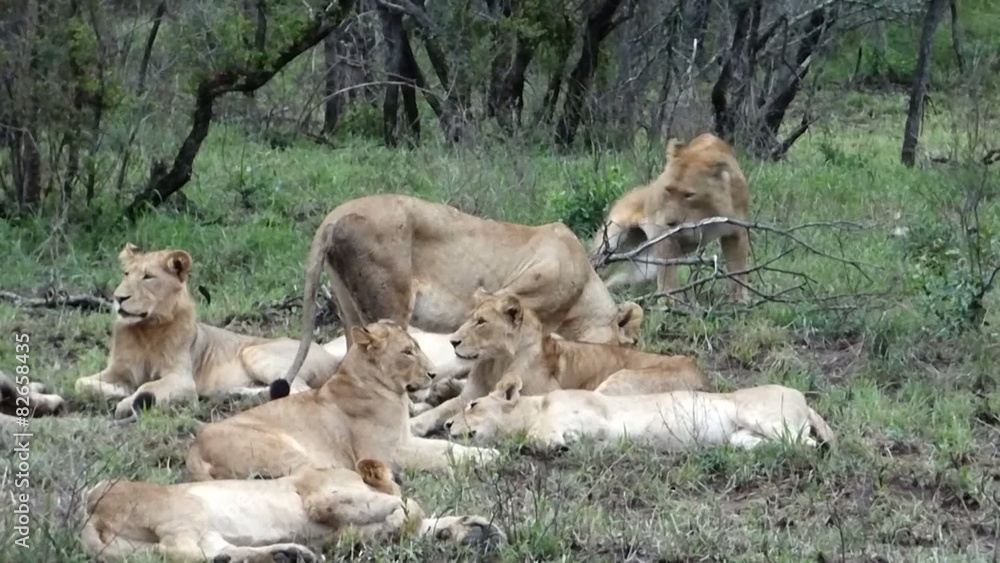 pride of lions in the kruger park in south africa pride of lions in the kruger park in south africa