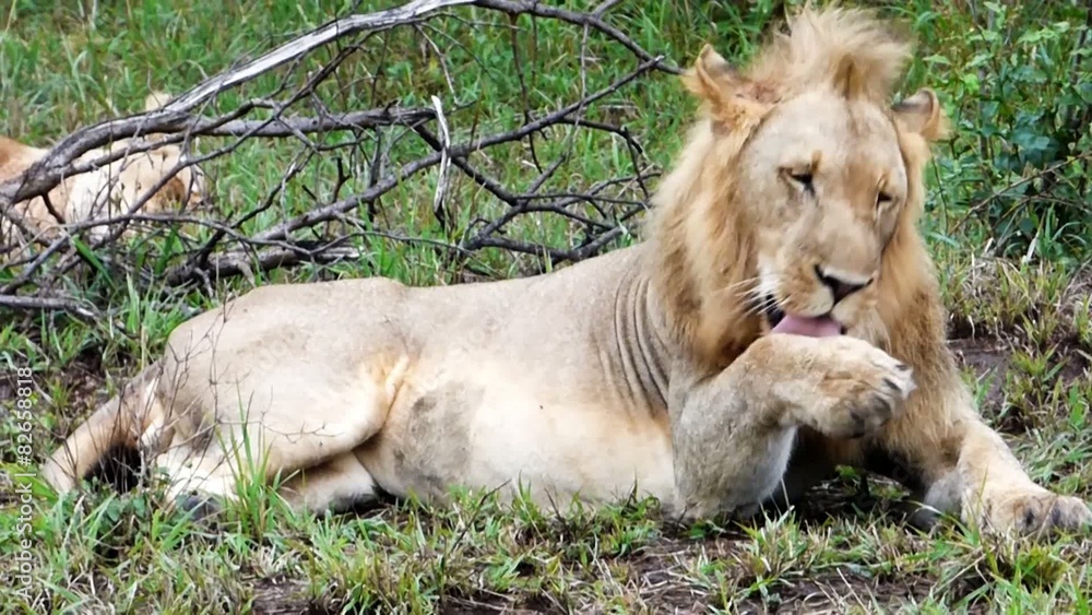 pride of lions in the kruger park in south africa pride of lions in the kruger park in south africa