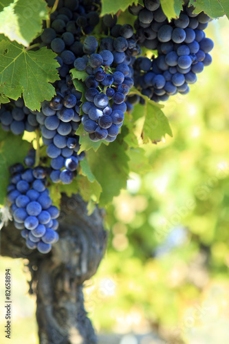 Red wine grapes growing in a vineyard France French vertical