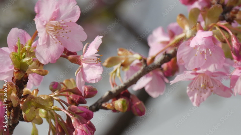 Variation of blooming cherry blossoms in blue skies. Variation of blooming cherry blossoms in blue skies.