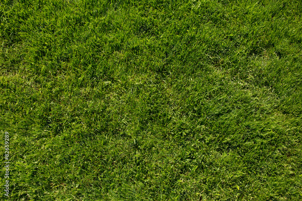 herbe gazon herbe gazon