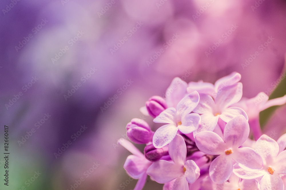 Pastel lilacs Pastel lilacs