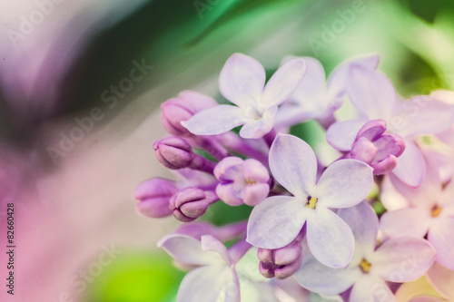 Pastel lilacs