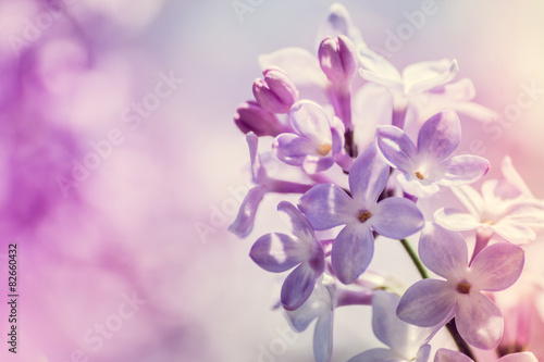 Pastel lilacs