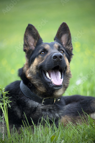 Lachender Deutscher Sch  ferhund