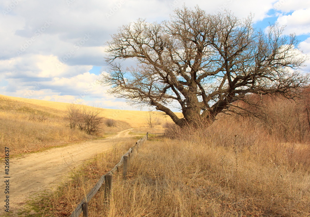  Ancient oak. Volgograd. Russia.