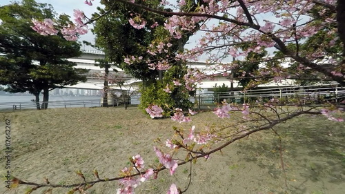 Variation of blooming cherry blossoms in blue skies. photo